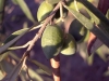 Koroneiki olives.jpg